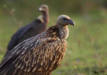 Hamirpur Wildlife Division, Himachal Pradesh