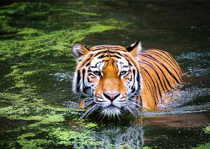 Periyar Tiger Reserve — Signature Film